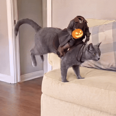 Meowoween™ — Halloween Costume