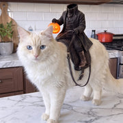 Meowoween™ — Halloween Costume
