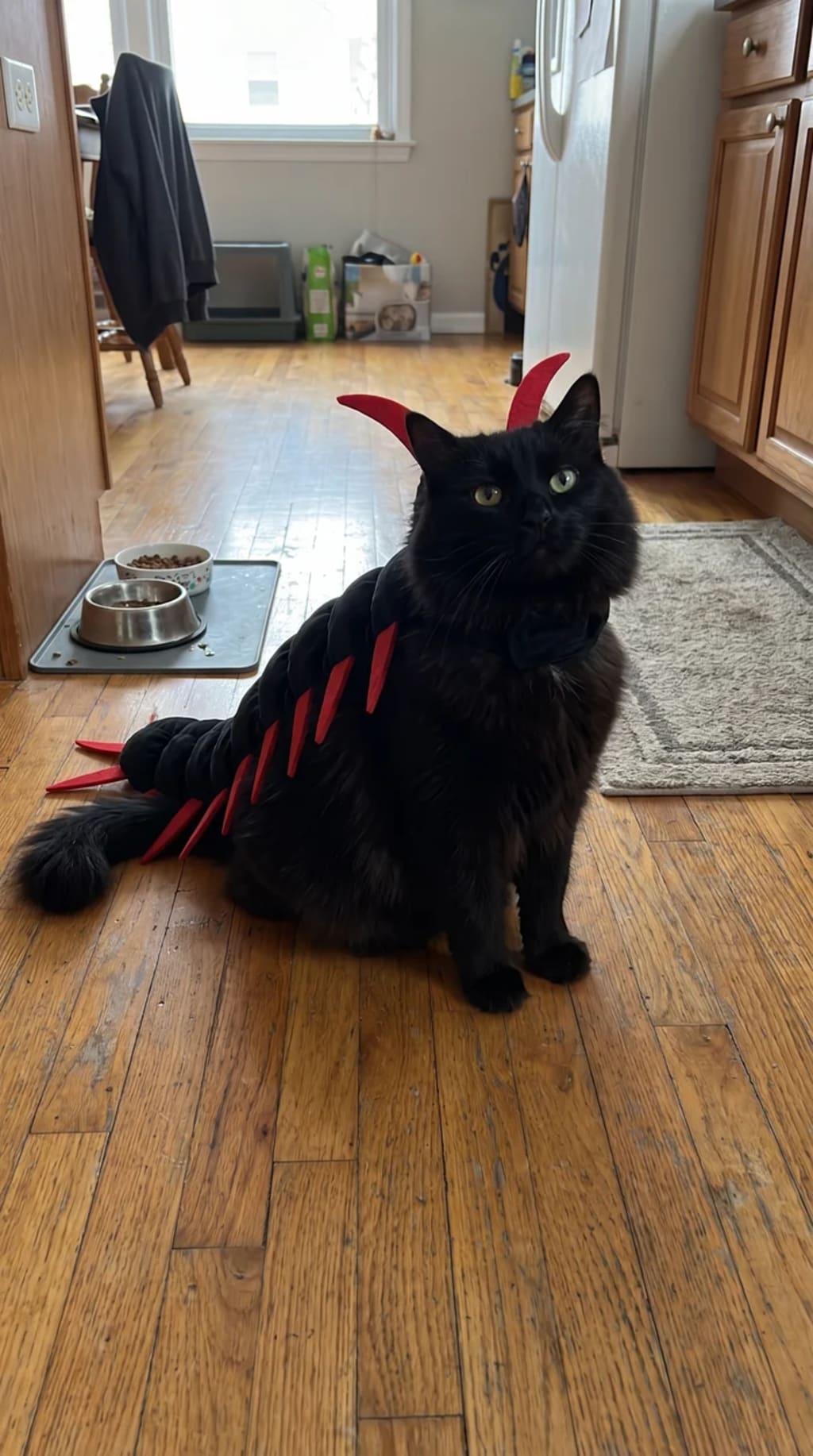 Meowoween™ — Halloween Costume