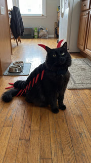 Meowoween™ — Halloween Costume