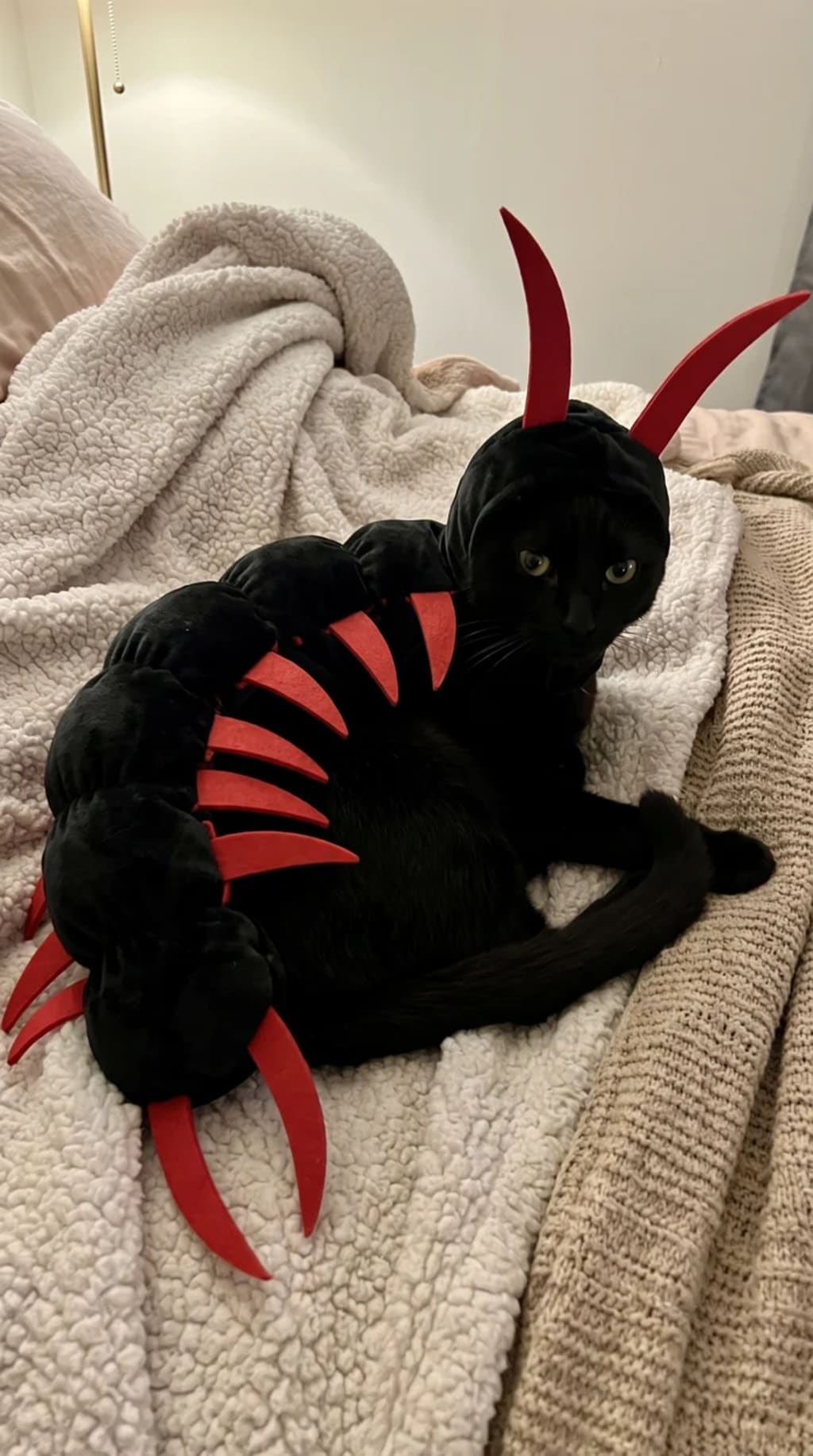 Meowoween™ — Halloween Costume